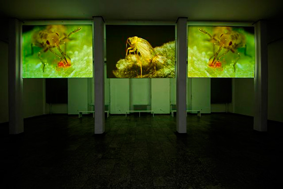Kunstprojekt <br>„Solar Sonical <br>Insects #2“